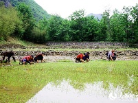 湖北郧阳：立夏将至插秧忙