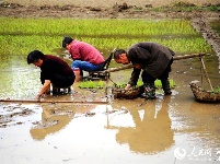 湖北郧阳：立夏将至插秧忙