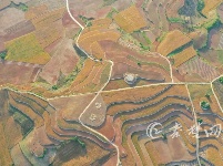 大片来了！金色麦浪如田园画卷