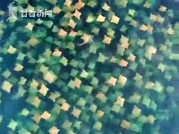 这组画面让人惊呆了