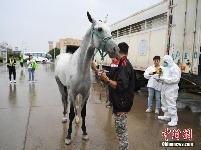 13匹“汗血宝马”空降长春