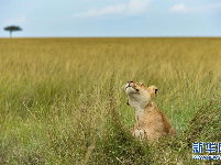 肯尼亚马赛马拉国家保护区掠影