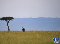 肯尼亚马赛马拉国家保护区掠影
