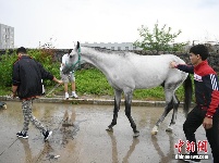 13匹“汗血宝马”空降长春