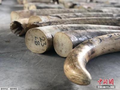 8.8公吨象牙！新加坡查获史上最大象牙走私案