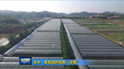 浠水：葡萄园的销售“突围”