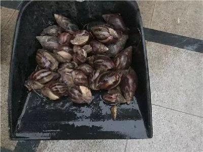 这种雨后遍地爬的大蜗牛会传播结核病！专家提醒：别碰更别吃
