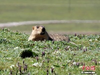 三江源多种野生动物“亮颜值”