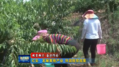 红安：发展黄桃产业 巩固脱贫成果