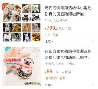 网购宠物就像买衣服？网友：这不是衣服，它们有生命……