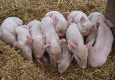 支持养猪，省里最高补助200万元！