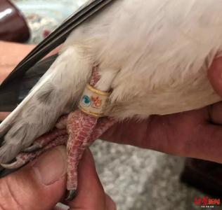 国庆放飞的小鸽鸽迷路飞到河南？专家有话说