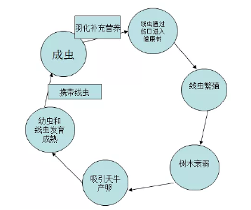 【黄冈头条】快看！根治松树“癌症”，刘雪荣开出“五个一”药方！