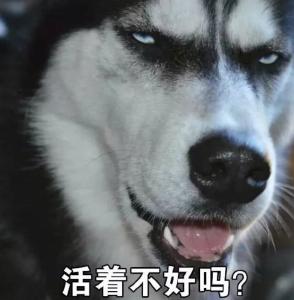 5天把“二哈”训练成警犬？女民警：我太难了
