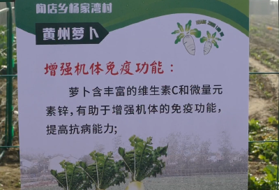 【助农公益视频】湖北黄冈杨家湾村党支部书记杨柳清：黄州萝卜上市了 欢迎来品尝