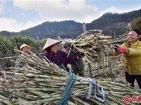 甘蔗糖原来是这样榨出来的