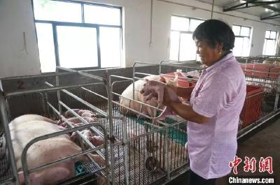 猪肉贵咋办？落户难咋整？没人带娃咋弄？这些省份出台方案！