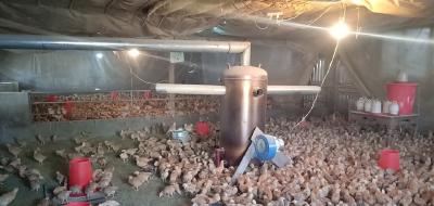 疫情下的养鸡户：饲料最多撑到正月十五，鸡再卖不出去资金链就断了 