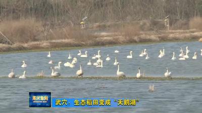 武穴：生态稻田变成“天鹅湖”