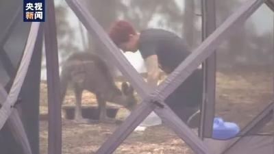 这组照片不敢看！4个月时间，5亿只动物丧生火海，尸体堆积如山……