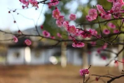 梅花盛开意正“农