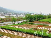 清明时节抓农时 田间地头一派忙碌景象