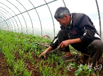 清明时节抓农时 田间地头一派忙碌景象