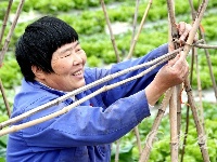 清明时节抓农时 田间地头一派忙碌景象