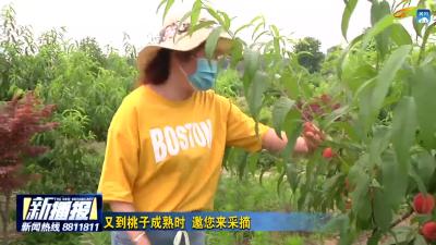 又到桃子成熟时 邀您来采摘
