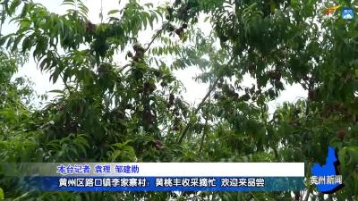 黄州区路口镇李家寨村：黄桃丰收采摘忙  欢迎来品尝