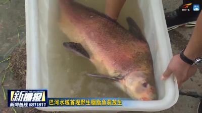 巴河水域首现野生胭脂鱼获放生