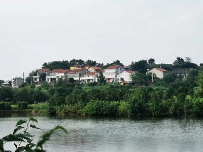万只白鹭栖息此地，皆因······