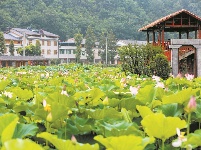 夏雨荷风醉生凉