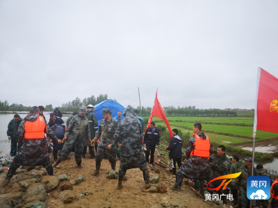 团风血防圩出现裂缝险情 整险加固正在进行