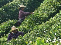 夏天快来这里避暑品茶香赏田园