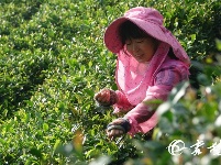 夏天快来这里避暑品茶香赏田园