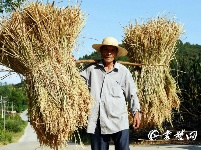 又是一年秋收季