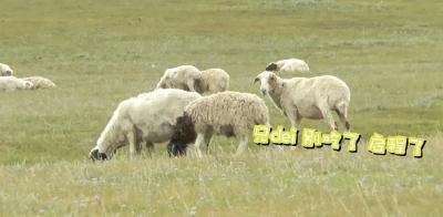 3万只羊快来了，由“鄂”分配！