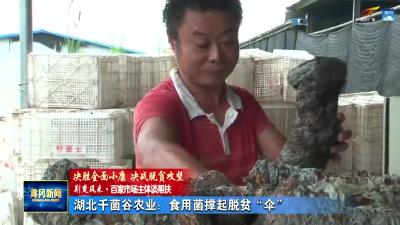 湖北千菌谷农业：食用菌撑起脱贫“伞”