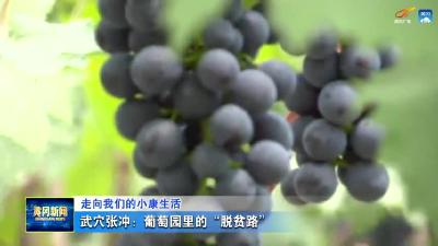 武穴市张冲村：葡萄园里的“脱贫路”