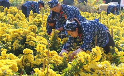 云上“一节一会”（1）麻城：培育地标优品种子企业，助力乡村振兴