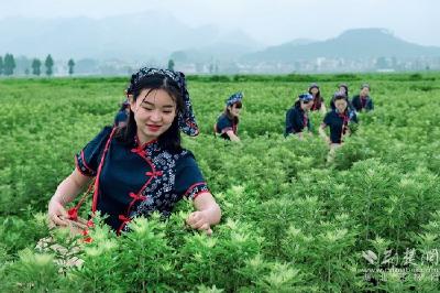 云上“一节一会”（4）蕲春：新增11家工业企业 推出康养旅游线路