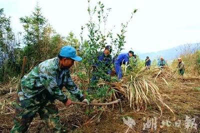 长10公里、宽30米，红安县建设生物防火隔离带