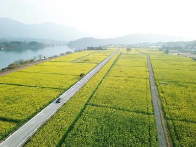 为确保国家粮食安全 农业农村部：2021年我国将新建高标准农田1亿亩