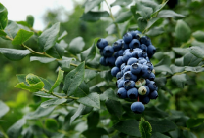 黄梅蓝莓鼎起健康大产业