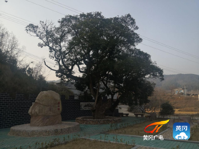 保护古树名木 留住美好乡愁