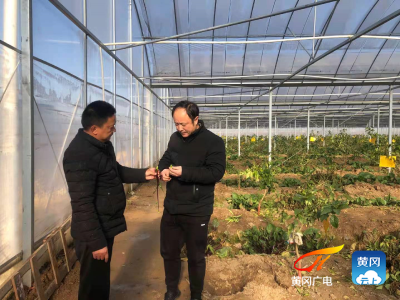 黄州区：农技人员深入田间地头指导果蔬防寒防冻