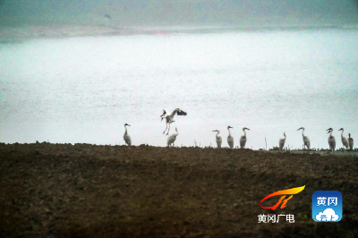 黄冈：鹤舞赤龙湖 一级国保动物“回家”越冬