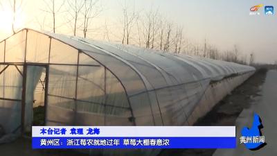 《新春走基层》 黄州区：浙江莓农就地过年 草莓大棚春意浓