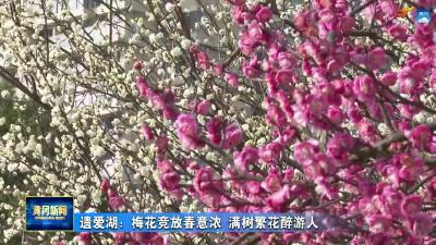 遗爱湖：梅花竞放春意浓  满树繁花醉游人